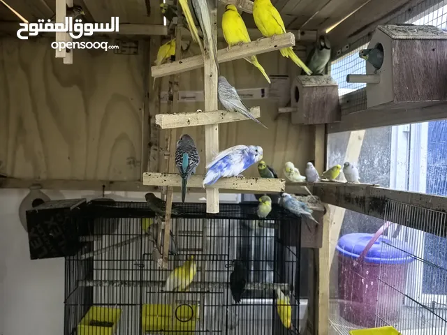 بيع طيور كوكتيل روز زيبرا بادجي