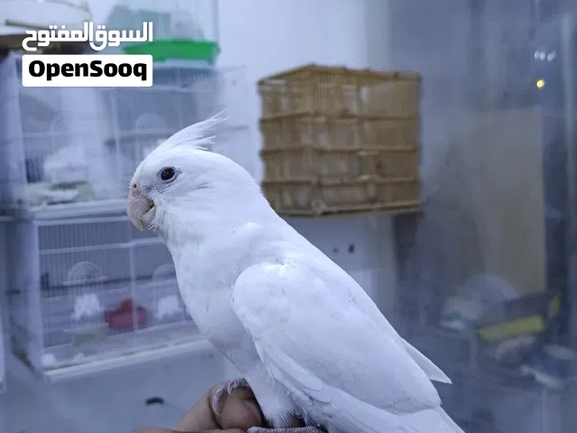 سلام عليكم كوكتبل البينو عيون حمر مخلف أليف طينه