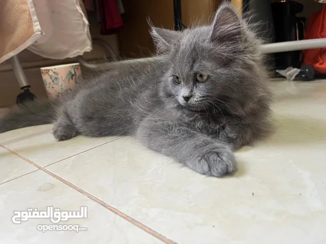 قط شيرازي ذكر للتبني  Male Persian cat for adoption