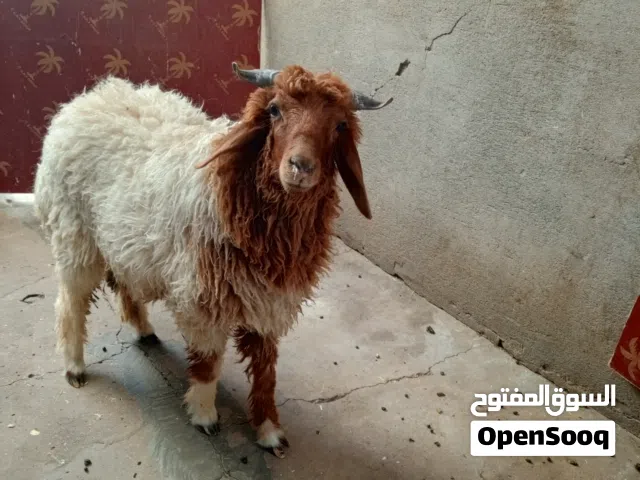 طلي للبيع طلع حلو سمين