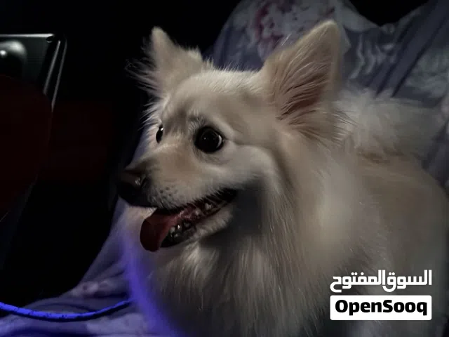 للبيع كلب صحتة جيده جداً معقم ومطعم بالكامل و جوازة موجود