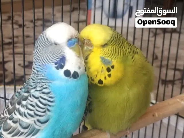 جوز طيور حب منتج