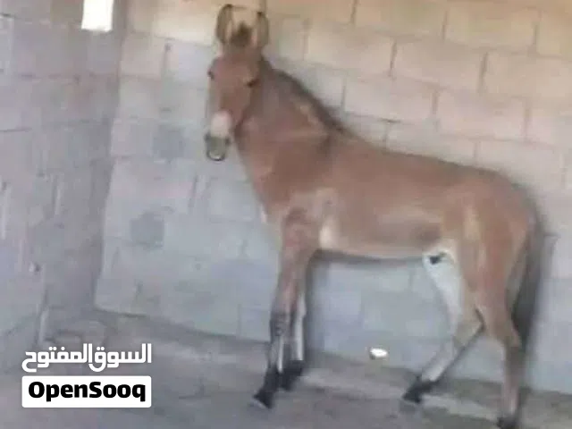 بغل لي البيع السعر 300