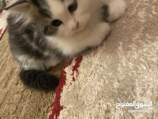 شيرازي ذكر ع كم ر شهرين