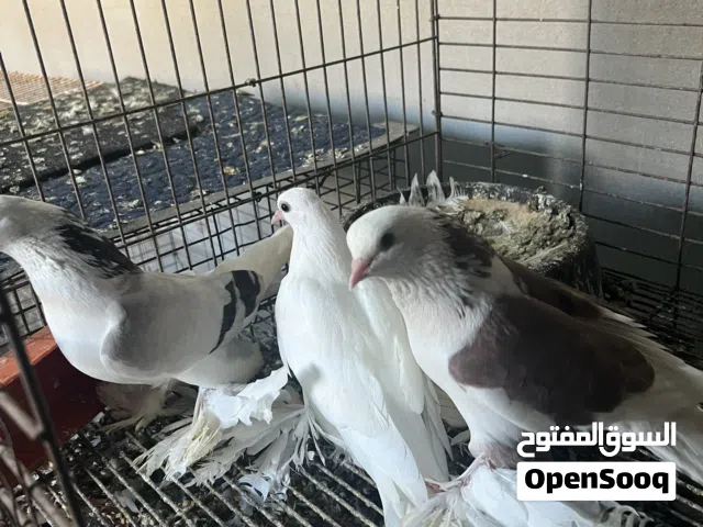حمام للبيع بسعر نار .