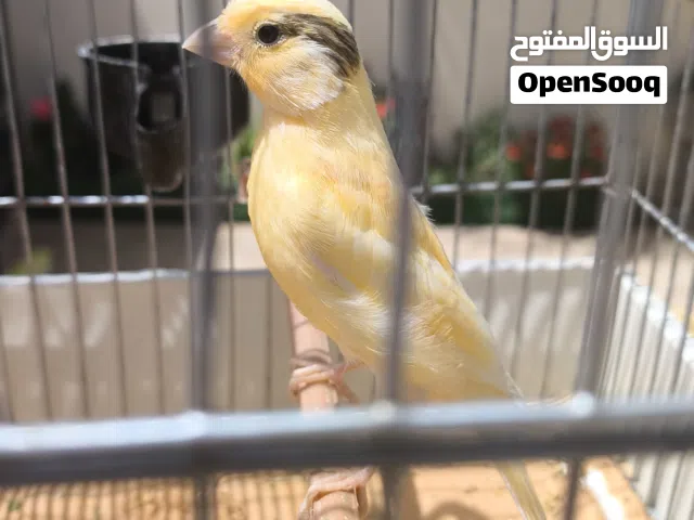 2 ذكورة كناري الله يبارك