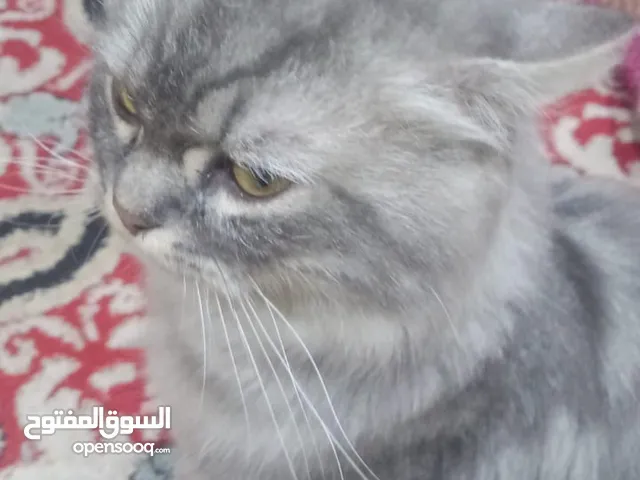 قط شيرازي مهجن