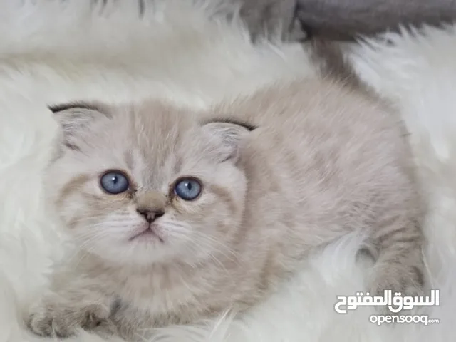 lovely Kitten scottish fold