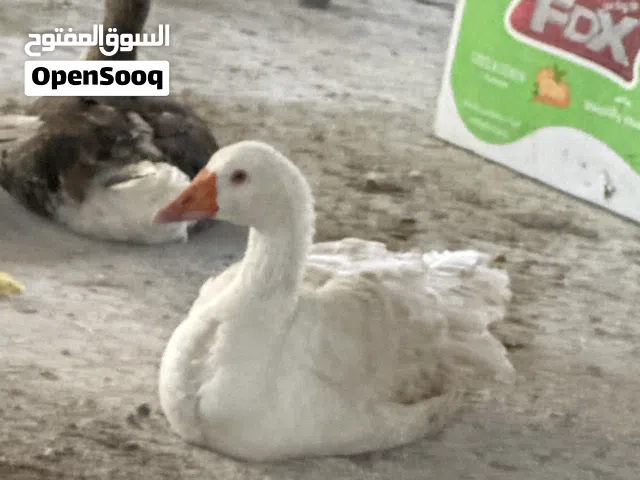 اوز للبيع طقم