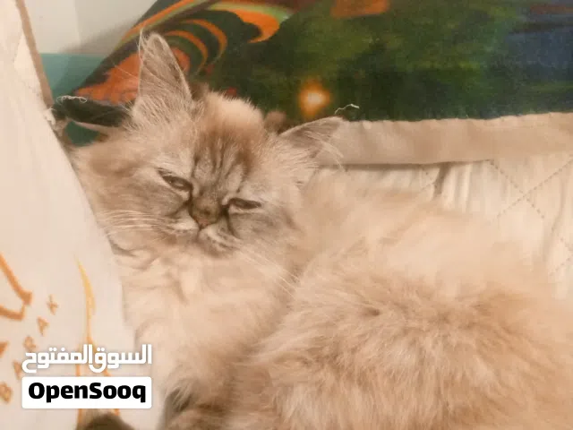 سلام عليكم قط للبيع نثيه هملايه