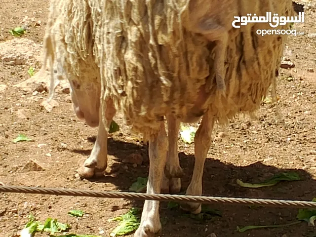 فحل خاروف العساف الفلسطيني