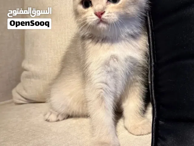 كيتن سكوتش للبيع