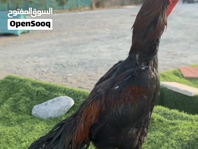 للبيع دياكه تايلندي و باكستاني