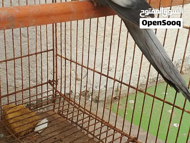 كوكتيل اليف البيع سعر مناسب