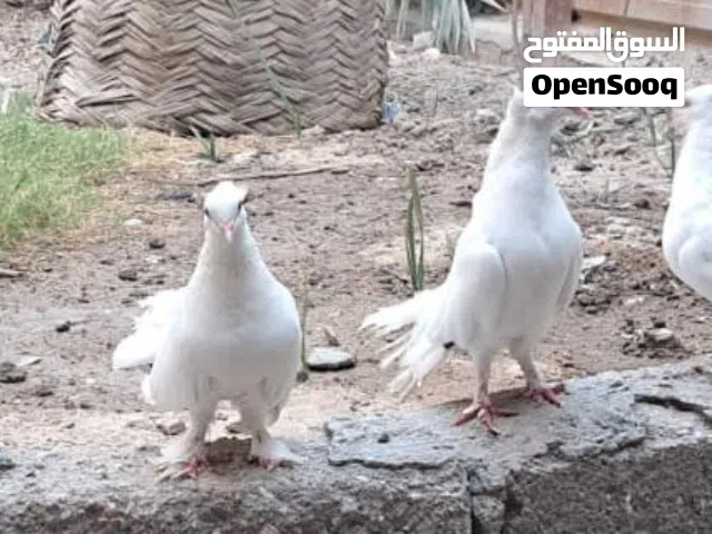 حمامات للبيع ..