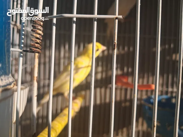 6 جواز كنارات و5 فحول وطواير الجوز الجزري تحتو بيض