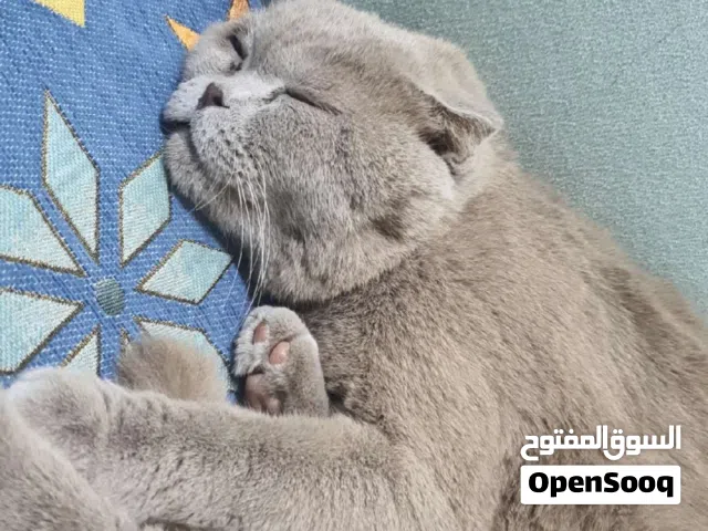 قط ب 4500 قابل بلمعقول قط نضيف مره واموره طيبه ولد