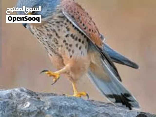 شبوط شرياص طير