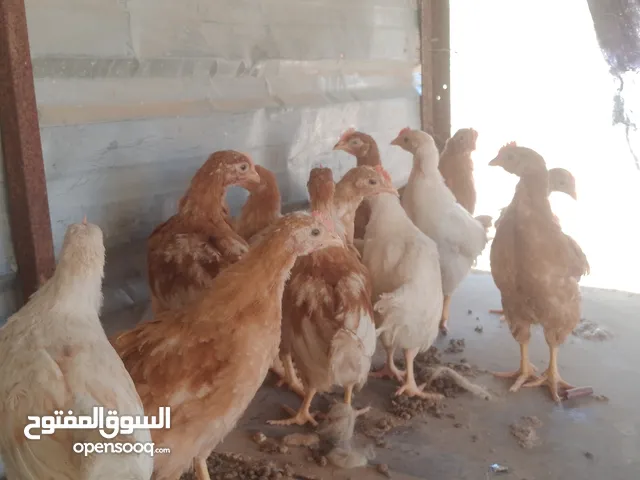 فراخ لوهمان الاصلي للبيع العدد ما يقارب 300 ولا 380 حبه