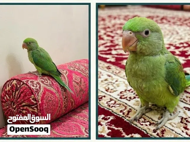 للبيع متو اخضر