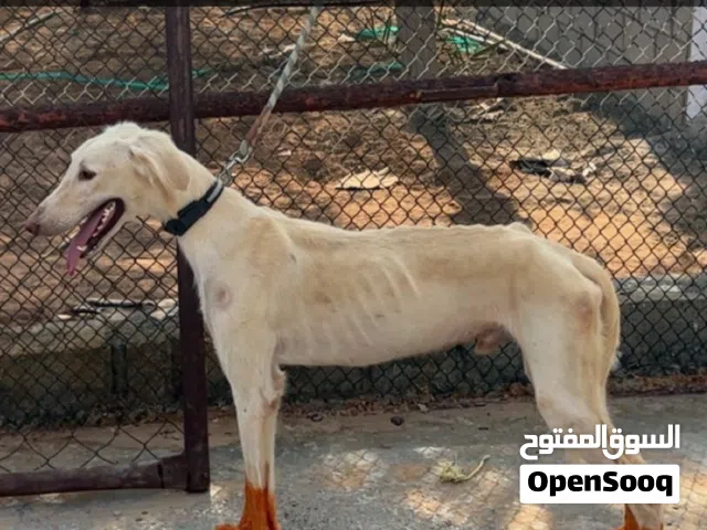 كلب سلق ابيض