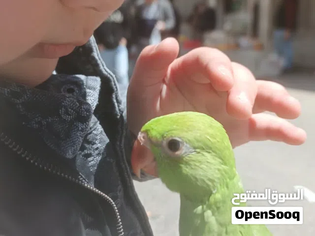 فرخ درة هندي زق يدوي مثل اللعبة ما شاء الله