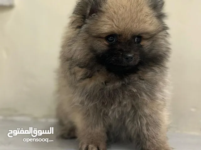 بومرينيان للبيع  Pomeranian Dogs