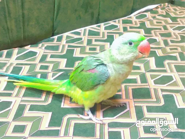 Nepali parrot Full hand tame Beautiful raw parrot