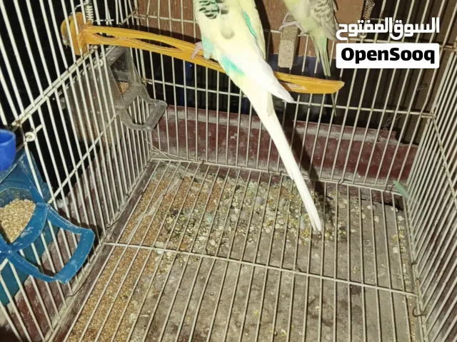 السلام عليكم تلات كوبيات بقلينو للبيع