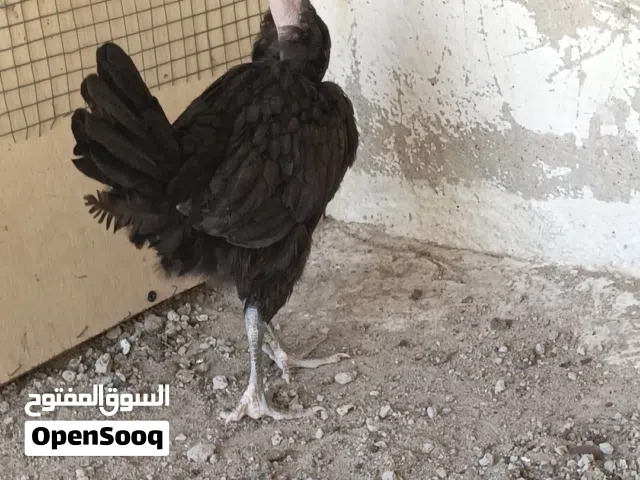 فروجه ام ركيبه حلو  صحه فول