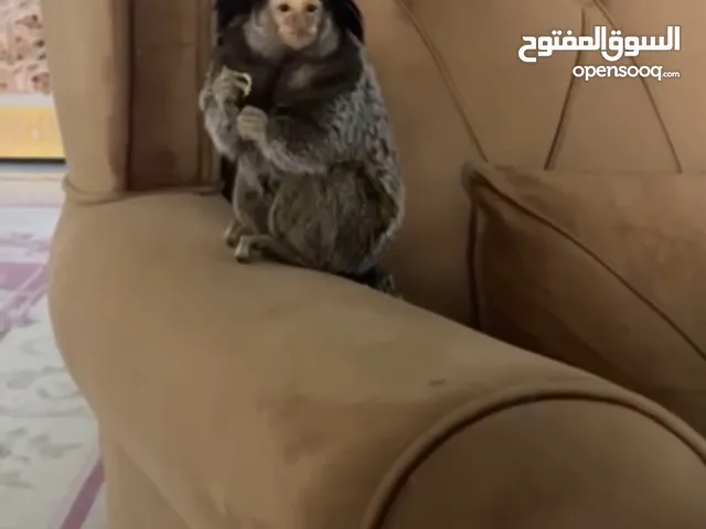 Female Marmoset