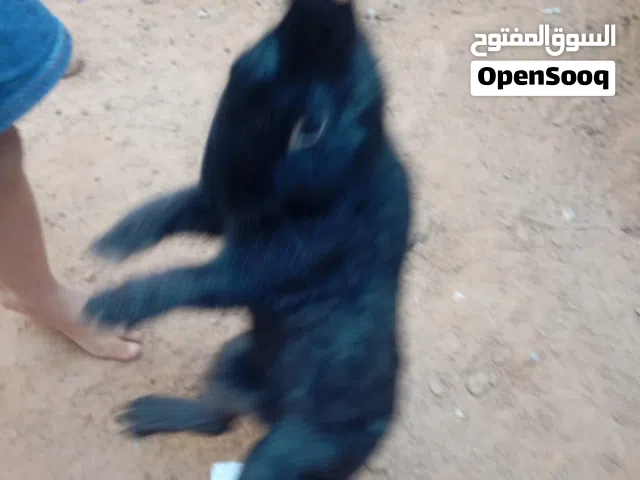 ربي ايبارك ارنب مالطي دكر