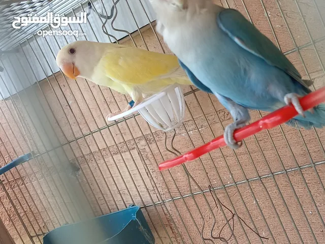 جوز روز للبيع