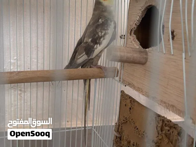 كوك كوكتيل زواج الأنثى هولنديه والذكر حبشي في إنتاج من قبل