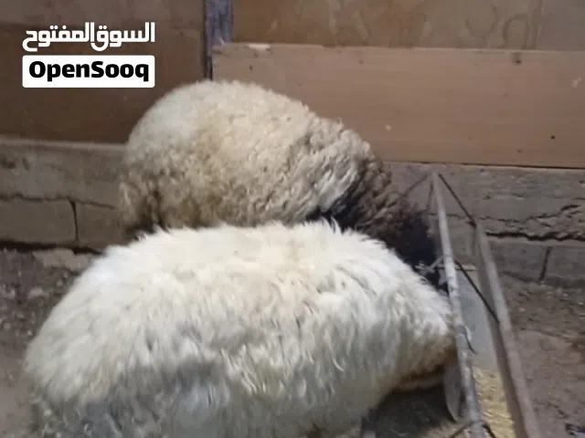 أضاحي للبيع عبر قراقير 3صحه ونظافه مضحيات اوزان من 38ل48 قريه ابو صياح استوراد الزرقاء
