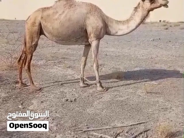 ناقه للبيع