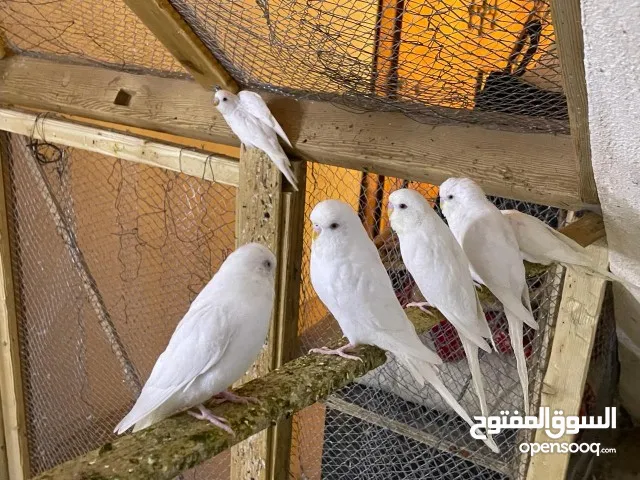 White pearl Albino 25 Budgies Colony