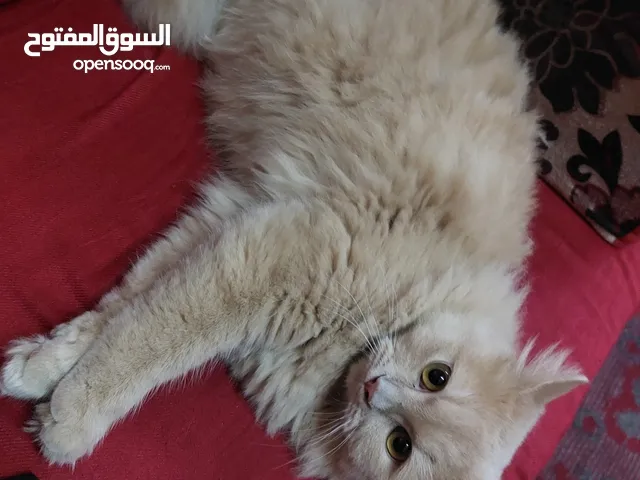 Persian cat sell for 1200 sr