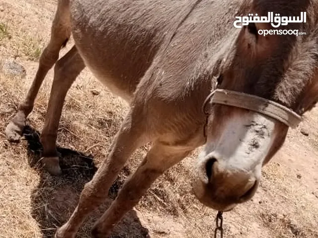 جحشه للبيع انثى  المفرق دير الكهف  السعر 50