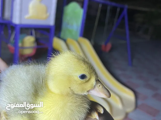 للبيع بط سعر الحبه 1.2 ريال