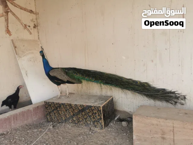 للبيع طاؤوس ذكر
