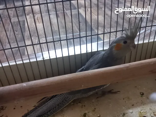 كوكتيل للبيع