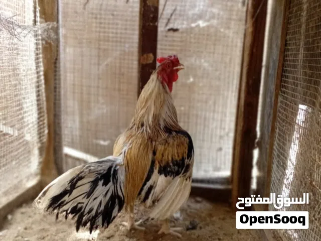 البيع فقط طير جاوا
