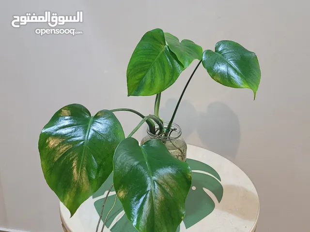 Monstera plant  جمال نبات المونستيرا غيييير طبعاً نبات جميل جداً و كبير  نبات داخلي و يعطي طاقة حلوة