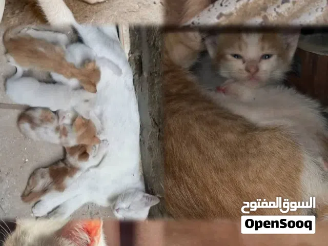 50 الف دينار