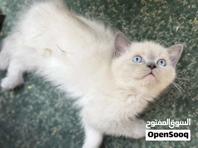 ذكر سيامي مكس شانشيلا