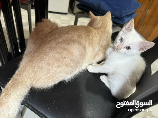 2قط شیرازی و بریطانی  2 cat with 2color eyes