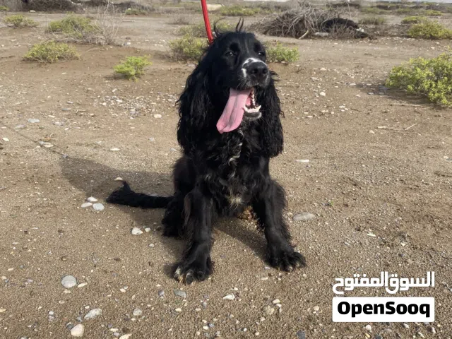 انثى كوكر - female cocker