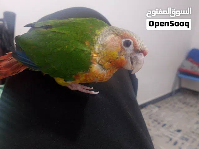 ببغاء كنيور اقره الوصف
