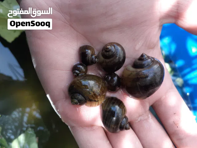 حلزون التفاحي